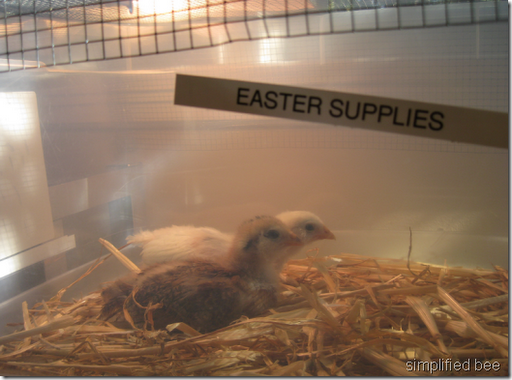 Easter baby chicks