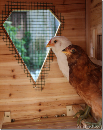 backyard chickens in coop