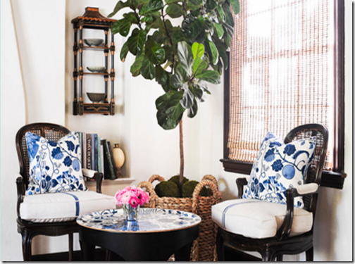 cane_chairs_fig_tree_living_room_design