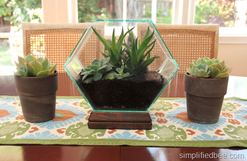 hexagon terrarium w succulents by simplified bee