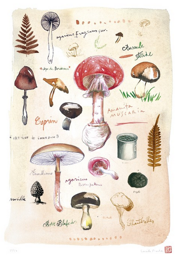 mushroom illustration french artwork