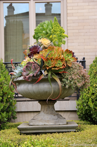 succulent_large_urn_planter