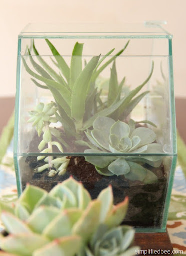 terrarium with succulents