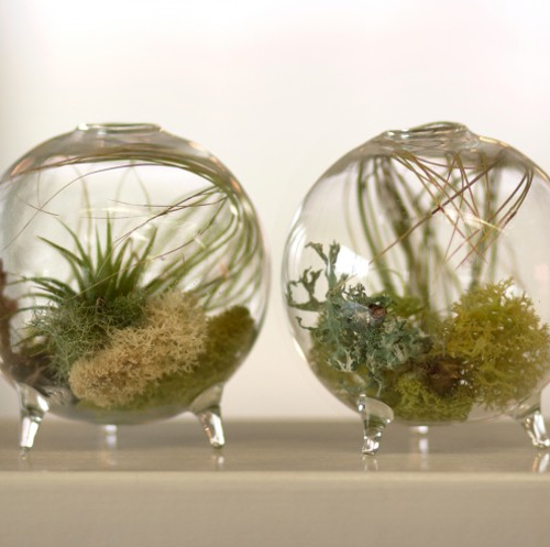 unique_hostess_gift_2011_aerium_plant unique_hostess_gift_2011_aerium_plant