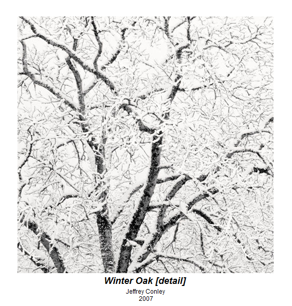 oak tree in winter snow