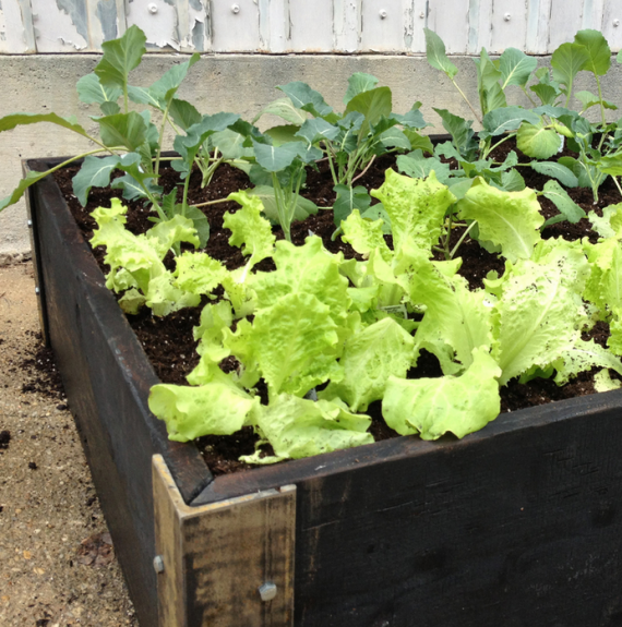 raised veggie garden basics