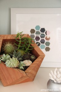 succulents and hexagons // simplified bee
