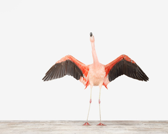 flamingo photography - the animal print shop