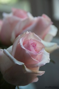 premium pink roses from thebouqs.com