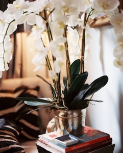 potted orchid atop stacked books