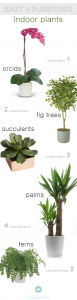 easy + purifying indoor plants // www.simplifiedbee.com