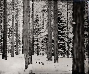 snow covered trees // Artist Ian Ruhter