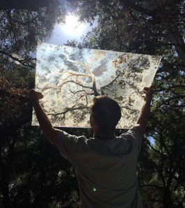 Oak Tree // Ian Ruhter // fine artist