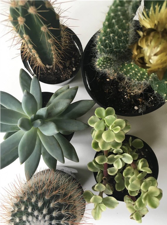cacti + succulents // @simplifiedbee