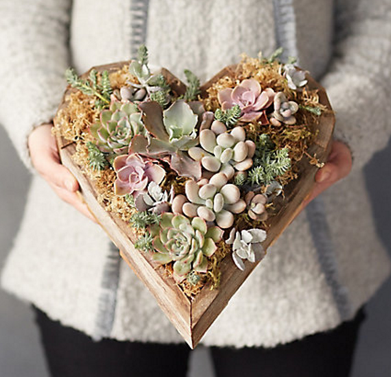 heart succulents