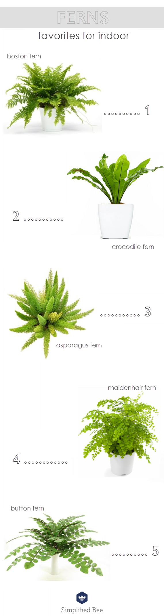 indoor fern plants // favorites from @simplifiedbee